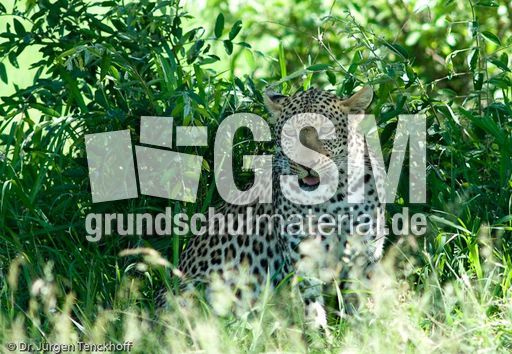 leopard (40 von 60).jpg